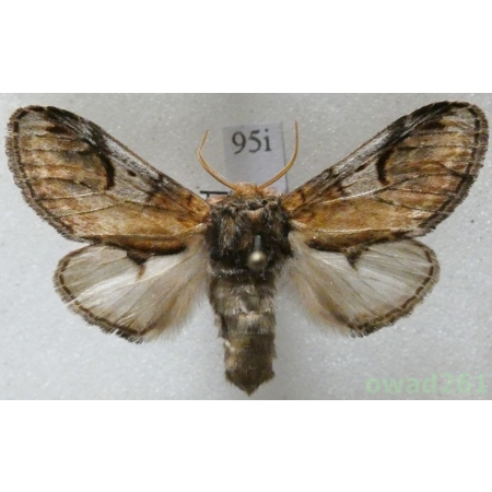 Notodonta ziczac (Linnaeus, 1758) male Czech95i